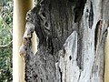 Detail of Sacred Oak Tree Stump - Basque Parliament Building - Gernika (Guernica) - Bascay - Spain (14648249443).jpg