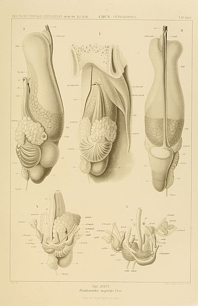 File:Die Cephalopoden (6286438868).jpg