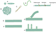 Thumbnail for Cyanobacterial morphology