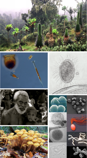 Colagem de imagens dos seis tipos de vida que existem (plantas, animais, archaea, bactérias, fungos e protistas).