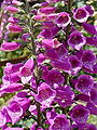44) Fleur de digitalis purpurea 18 avril 2010
