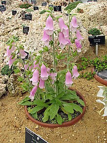 Digitalis minor in cultivation. Note the size of the capsule (fruit) in relation to the calyx Digitalis dubia.jpg