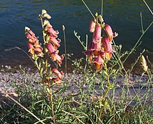 Digitalis obscura 1.jpg