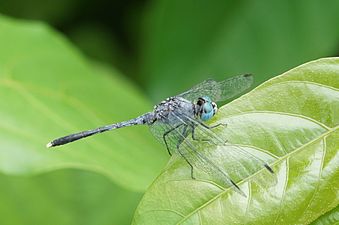 Ground Skimmer Diplacodes trivialis