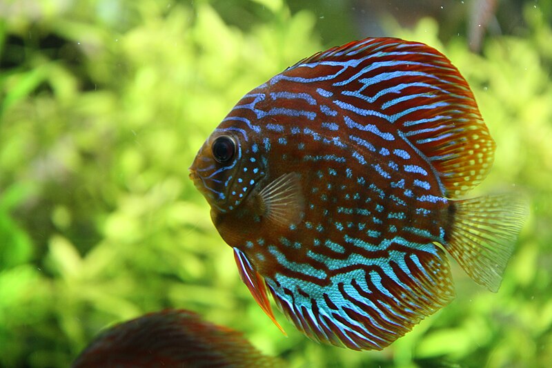 File:Discus aquarium tropical porte dorée - 002.JPG