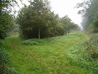 <span class="mw-page-title-main">Little Linford Wood</span>