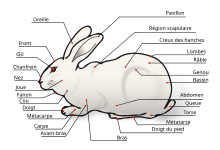 Domestic Rabbit-fr.svg