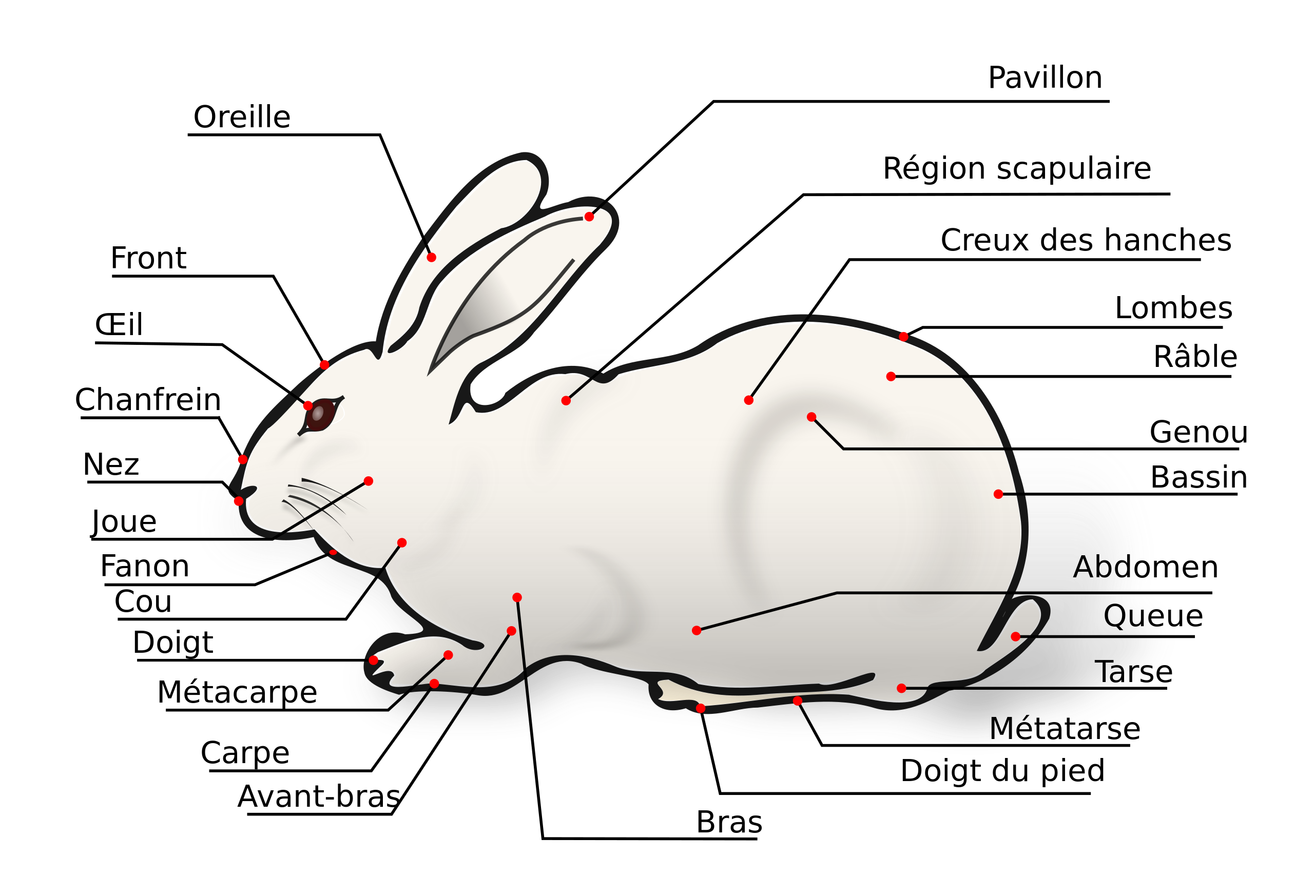 Rabbit - Wikipedia