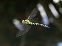 Southern hawker, Aeshna cyanea: its wings at this instant are synchronised for agile flight. Dragonfly in flight 5 (1351481586).jpg