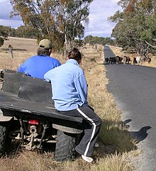 A modern way to move some stock Droving.JPG