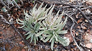 <i>Dudleya abramsii <span style="font-style:normal;">subsp.</span> abramsii</i>