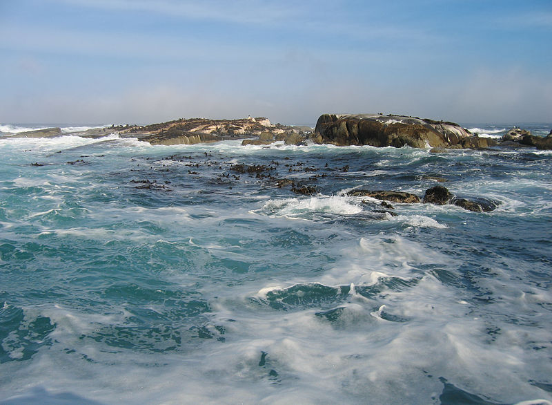 File:Duiker Island Les otaries du Cap (3).JPG