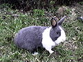 Category:Dutch rabbit