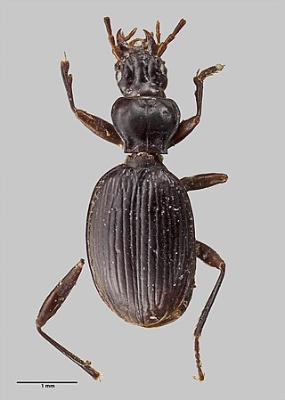 <i>Duvaliomimus</i> Genus of beetles