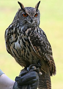 Eagle Owl.jpg