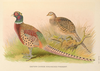 Eastern Chinese Ring-necked Pheasant by H. Jones.png
