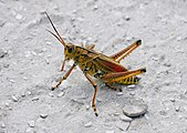 Lubber grasshopper, Loxahatchee National Wildlife Refuge, Delray, Florida