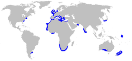 Kaart van de wereld zonering in blauw de verspreiding van gekrulde haai.