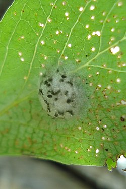 Egg Mass