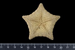 File:Eknomiaster horologium (MNHN-IE-2013-17168) 03.jpg (Category:Echinodermata in the Muséum national d'histoire naturelle)