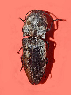 <i>Calais</i> (beetle) Genus of beetles