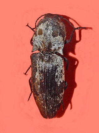 <i>Calais parreysii</i> Species of beetle