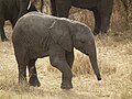 Elephant in Tanzania 0895 Nevit.jpg
