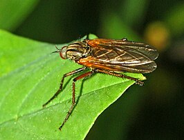 Empis testacea