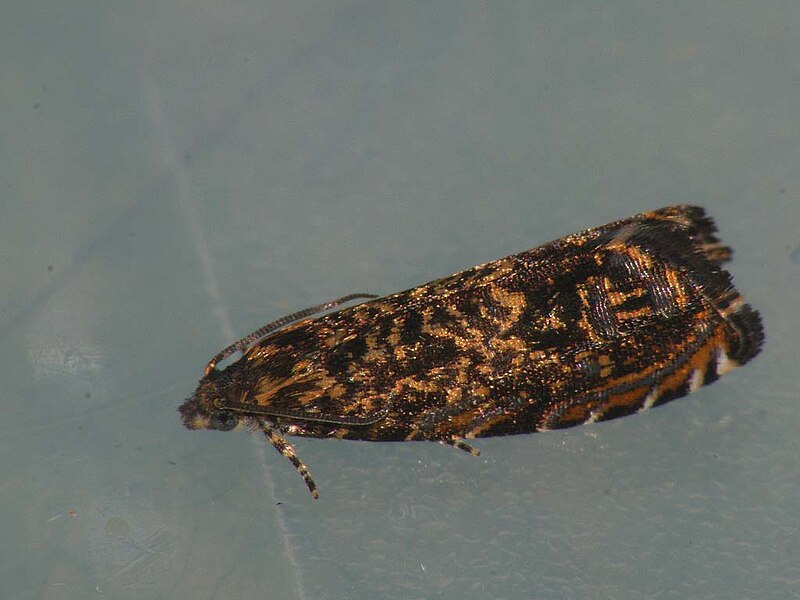 File:Enarmonia formosana - Cherry-bark moth - Листовёртка подкорковая (40363079645).jpg