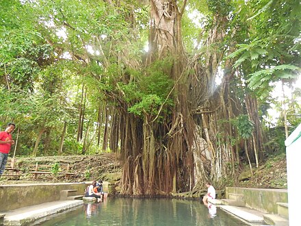 Diwata are believed to inhabit this 400-year old balete tree in Lazi, Siquijor with a natural spring between its roots