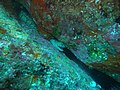 Thumbnail for Mosaic moray