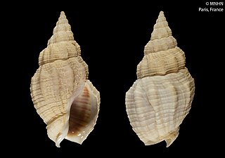 <i>Engoniophos unicinctus</i> Species of gastropod