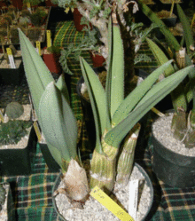 Small plant in cultivation Epetersii-2.gif