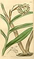 Epidendrum anceps (as syn. Epidendrum viridi-purpureum) plate 3666 in: Curtis's Bot. Magazine (Orchidaceae), vol. 65, (1839)