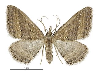 <i>Epyaxa venipunctata</i> Species of moth endemic to New Zealand