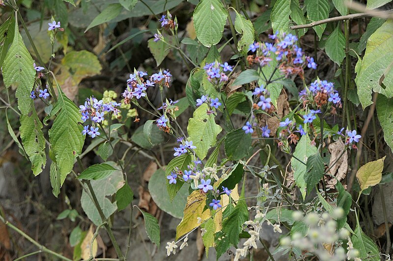 File:Eranthemum pulchellum Andrews (51960274294).jpg