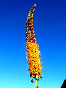 Eremurus x isabellinus 'Pinokkio'.jpg