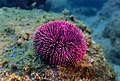 Erizo de mar violáceo (Sphaerechinus granularis), Madeira, Portugal, 2019-05-31, DD 40.jpg