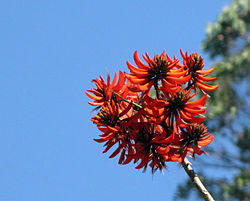 Erythrina stricta flower 1.jpg