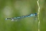 Thumbnail for Goblet-marked damselfly