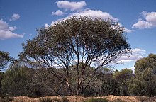 Эвкалипт burracoppinensis habit.jpg