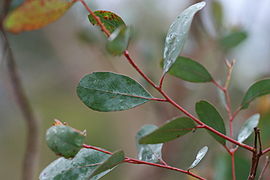 Eucalyptus camphora, (Broad-leaved Sally), foliage