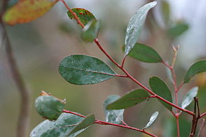 Eucalyptus camphora (Broad-leaved Sally)