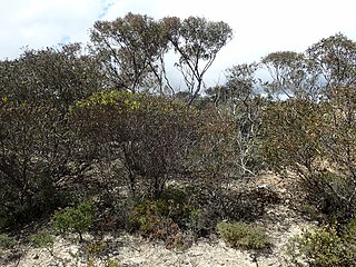 <i>Eucalyptus dissimulata</i> Species of eucalyptus