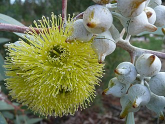 Eucalyptus woodwardii buds and flower Eucalyptus woodwardii (2).jpg