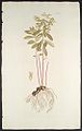 Euphorbia carniolica, Illustration.