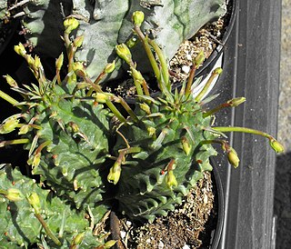<i>Euphorbia spiralis</i> Species of plant