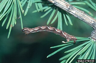 <i>Eupithecia fletcherata</i> Species of moth