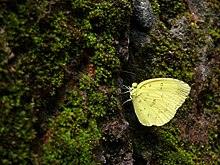 Eurema blanda at Nayikayam