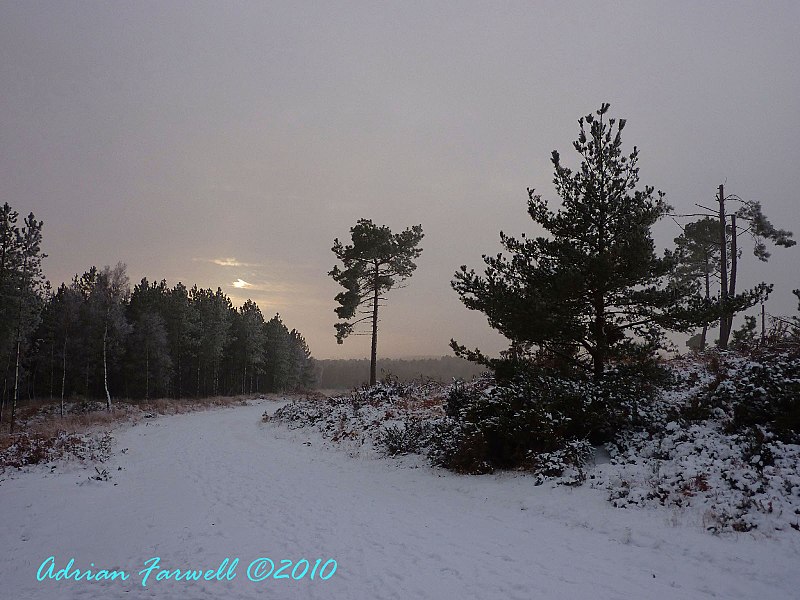 File:Evening sun in Wareham Forest in the Snow - panoramio.jpg